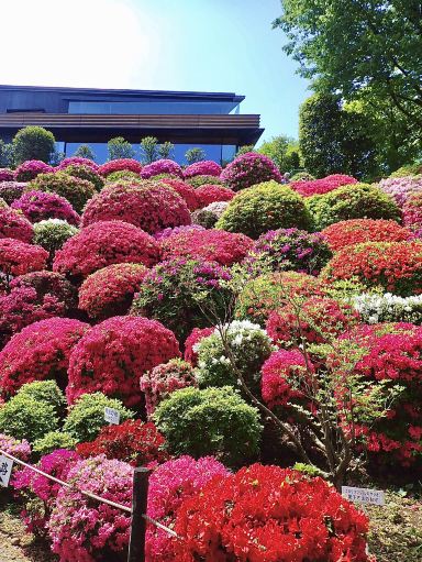 根津つつじ苑、春の輝き。 | Trip.com 東京