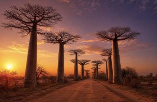 🇲🇬 Travel to Madagascar — a magical island in the Indian Ocean 🌴🦎