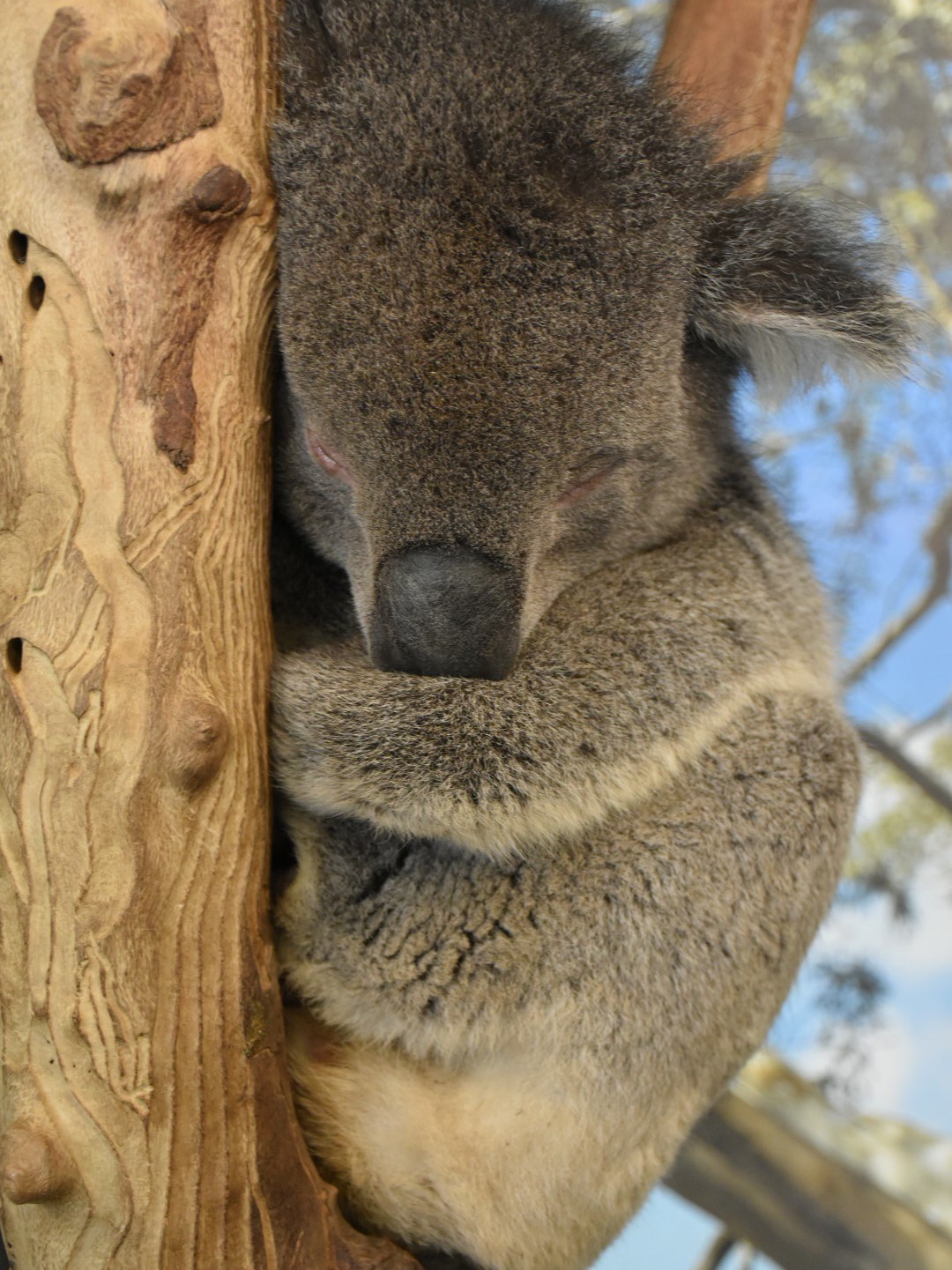 Hugging Koalas: A Must-Visit for Families at Sydney's Wildlife Parks 🐨