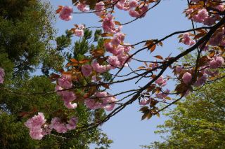 大阪の桜 — 4月上旬に見逃せない絶景