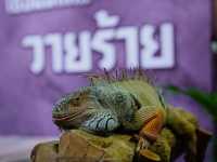 พจญภัยกับสัตว์นานาชนิด ยกมาไว้ที่ซีคอนศรีนครินทร์