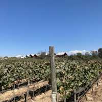 Peace & quiet & vineyard