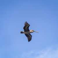 Birdwatching @ Dolphin Cove Ocho Rios