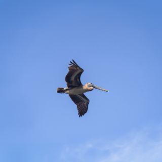 Birdwatching @ Dolphin Cove Ocho Rios
