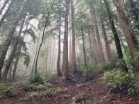 Redwoods like you have never seen