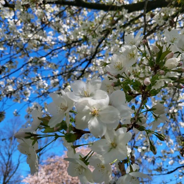 🌺春天的櫻花聖堂🌸Chester Cathedral