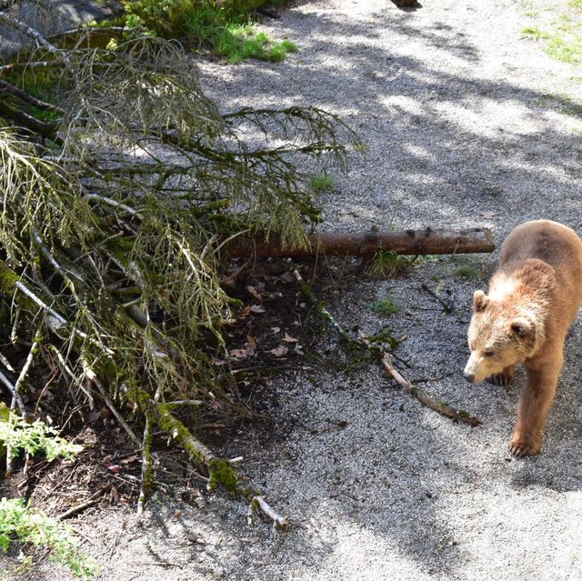 スイスの首都ベルン🇨🇭🐻