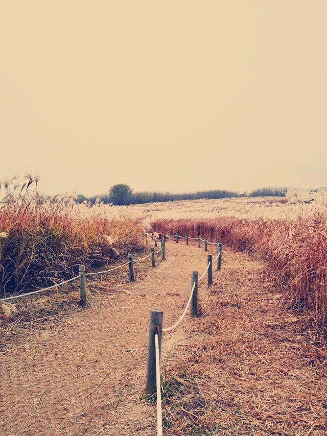 🌾Haneul Park, autumn stop !