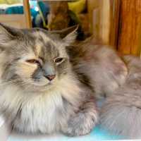 Cat cafe' คาเฟ่แมวยะลา 