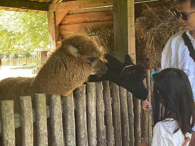 在動物園內飛馳 🏁
