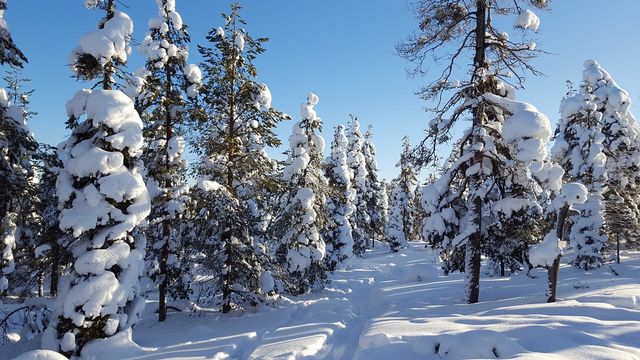 Northern Lights in Lapland