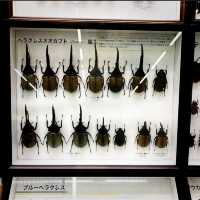 🐛伊丹市昆蟲館🐝日本標本數量最多的展覽