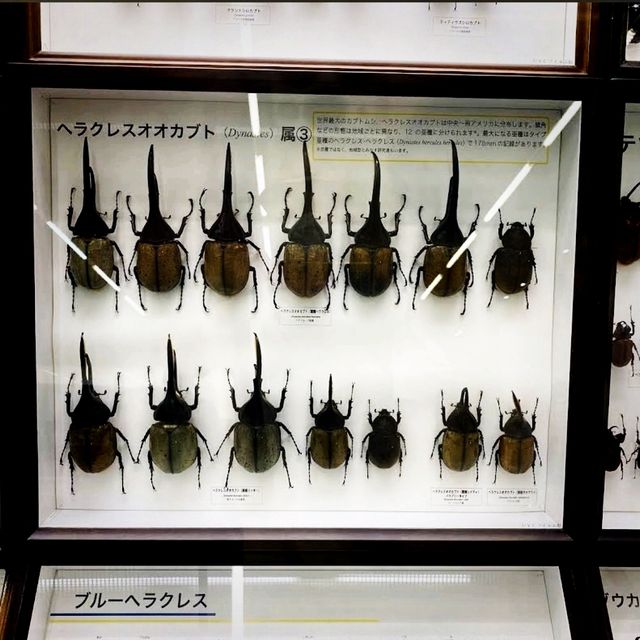 🐛伊丹市昆蟲館🐝日本標本數量最多的展覽