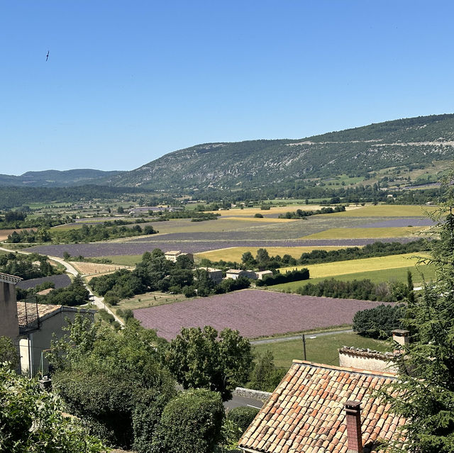 Lavender in Provence 