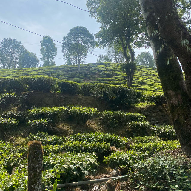 Tea plantation exploration