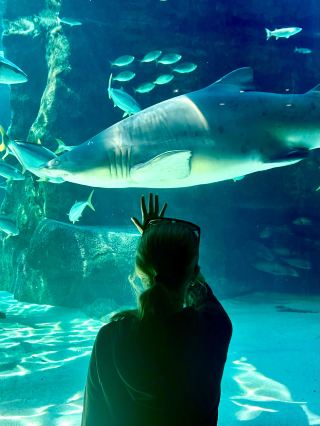 Discover the Two Oceans Aquarium, Cape Town 🇿🇦