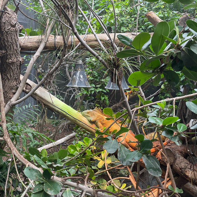 Animal Kingdom in Paris, anyone?