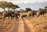 7 Days Wildebeest Migration 