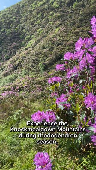 Knockmealdown Mountains in Bloom