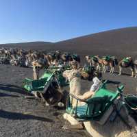 Lanzarote camel ride