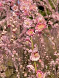 【京都:城南宮】京都の隠れた名所で特別な春を🌺✨
