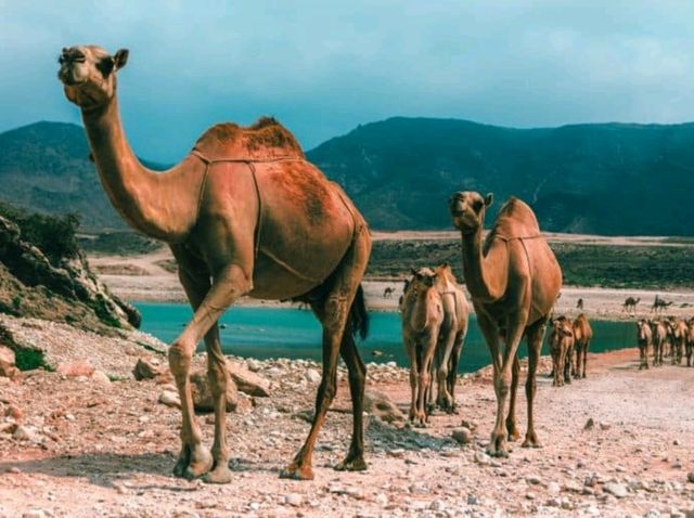 "Discover Oman: Where Desert Meets the Sea and Mountains Touch the Sky! 🇴🇲✨"