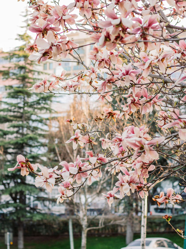 Blossoms & Bookshops: Springtime Charm in Notting Hill