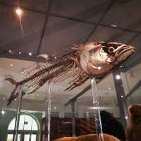 Leeds City Museum: A Cultural Gem in the Heart of Leeds