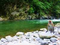 Meeting with Orang utang in Bukit Lawang