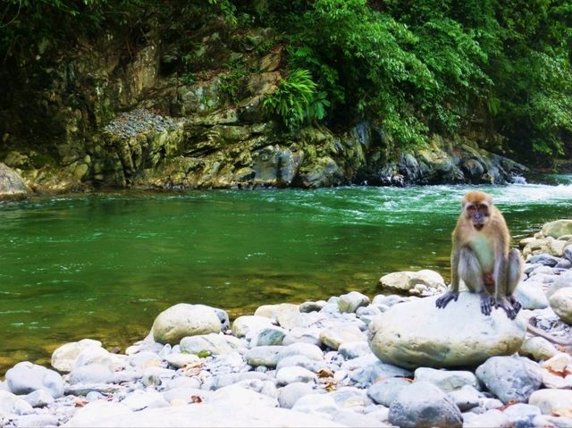 Meeting with Orang utang in Bukit Lawang