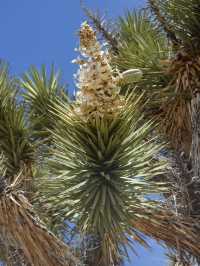 Joshua Tree National Park