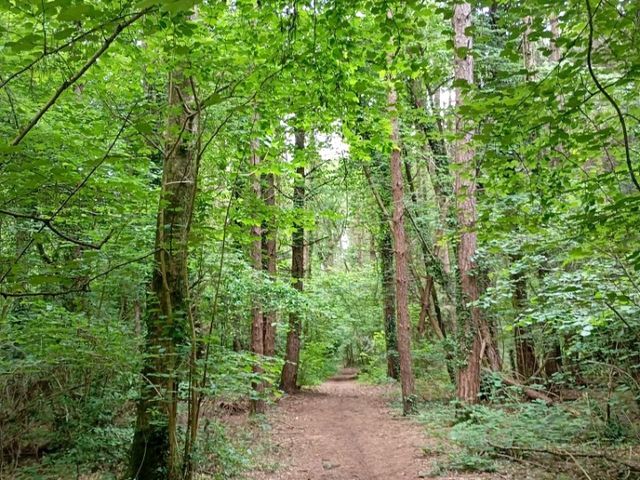Dewstow Estate Caldicot, Highmoor Hill and Slade Wood 