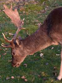 A Peaceful Day Trip to Richmond Park: London’s Countryside Escape 🌳