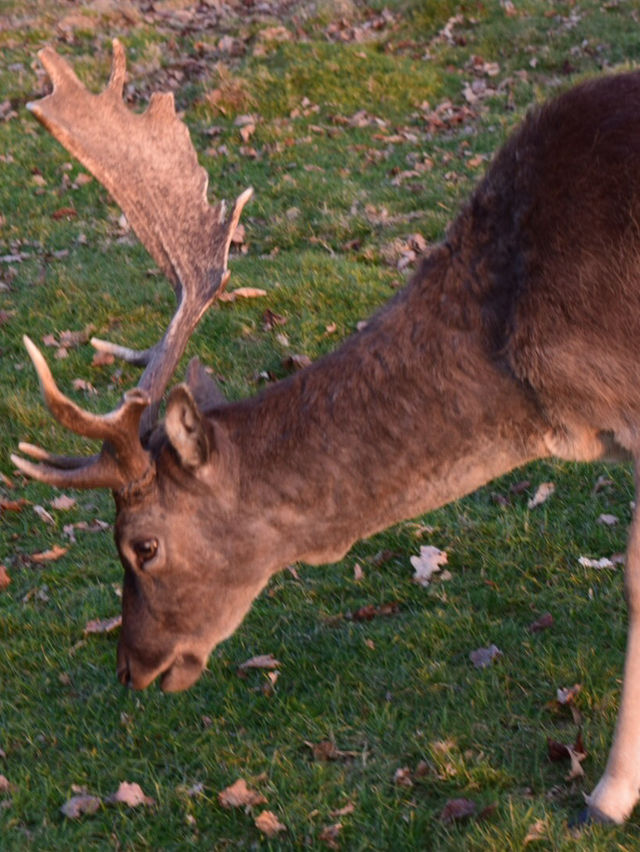 A Peaceful Day Trip to Richmond Park: London’s Countryside Escape 🌳