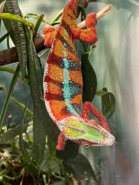 Step Into Wonder — Naturkundemuseum Karlsruhe, Deutschland 🇩🇪  