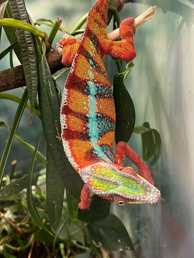 Step Into Wonder — Naturkundemuseum Karlsruhe, Deutschland 🇩🇪  