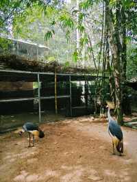 Budget safari is on Phu Quoc Island! 🌿🦁