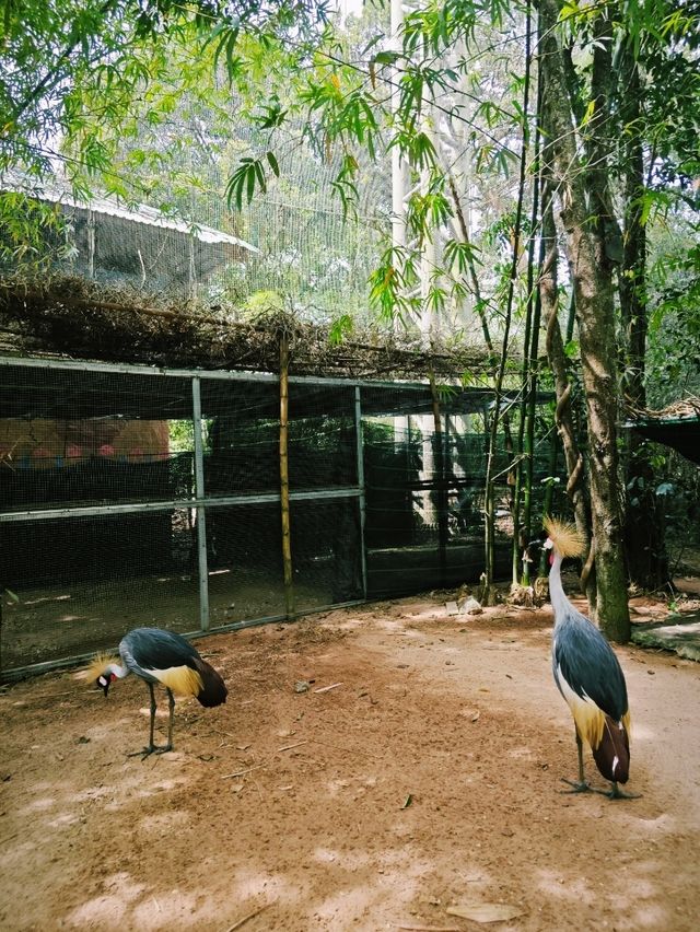 Budget safari is on Phu Quoc Island! 🌿🦁 Budget safari is on Phu Quoc Island! 🌿🦁