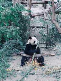 Giant Pandas in Chengdu! 🐼 