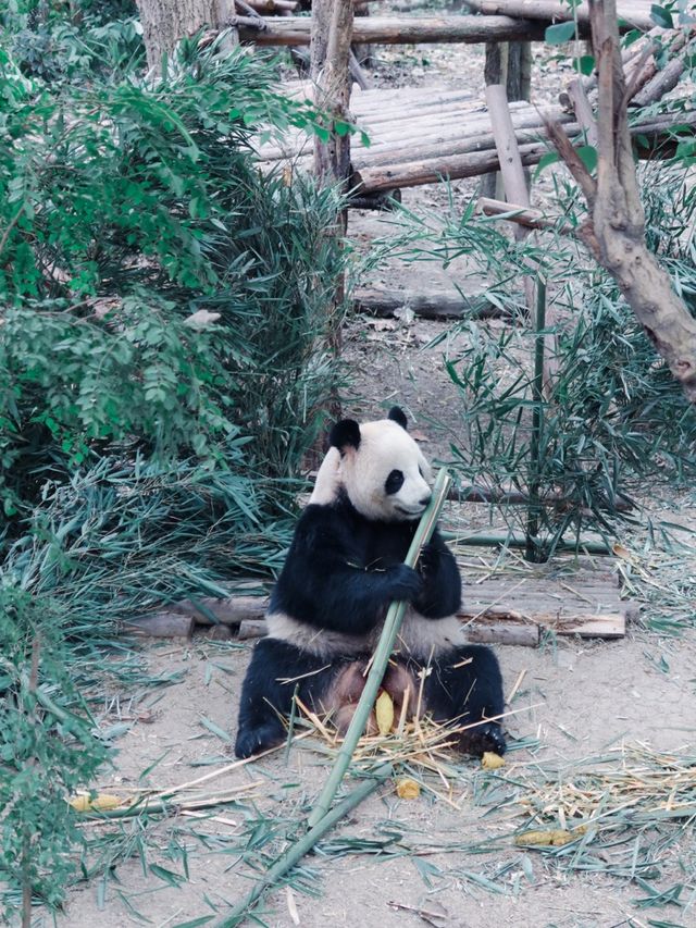 Giant Pandas in Chengdu! 🐼 