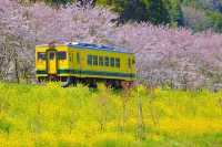 The present and future of Japanese cherry blossoms