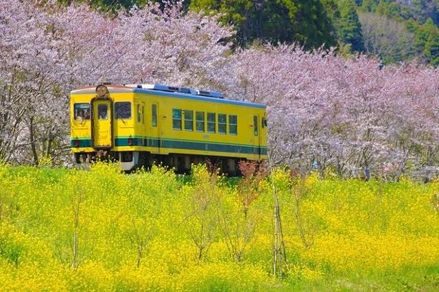 The present and future of Japanese cherry blossoms