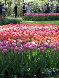 Holland | Where else to go if not Keukenhof to see tulips?