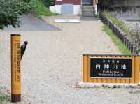 世界自然遺產日本白神山地