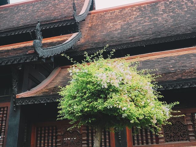 🇹🇭愛上清邁的色彩