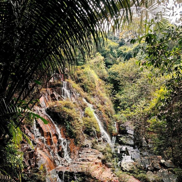 The Serenity of Rainforest | Yanoda