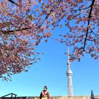 春日旅行｜一起去東京賞櫻吧！