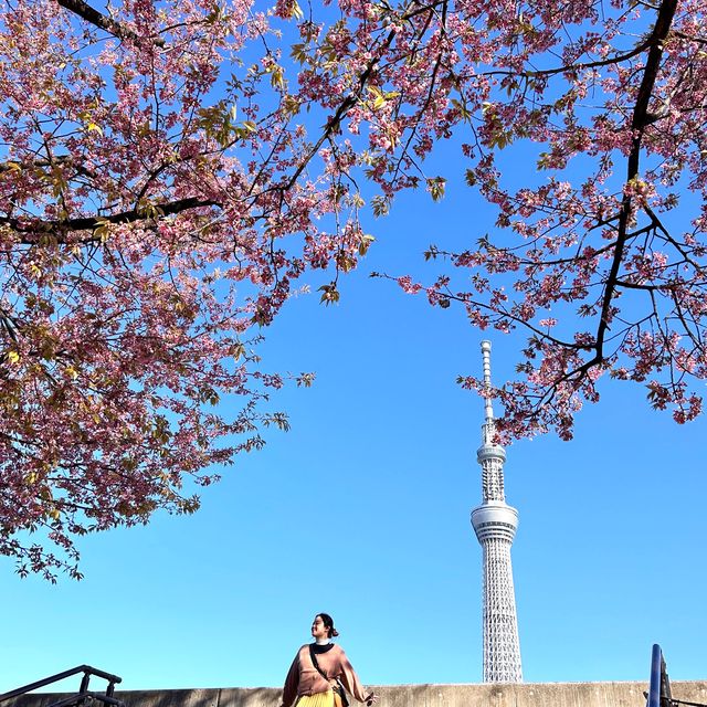 春日旅行｜一起去東京賞櫻吧！