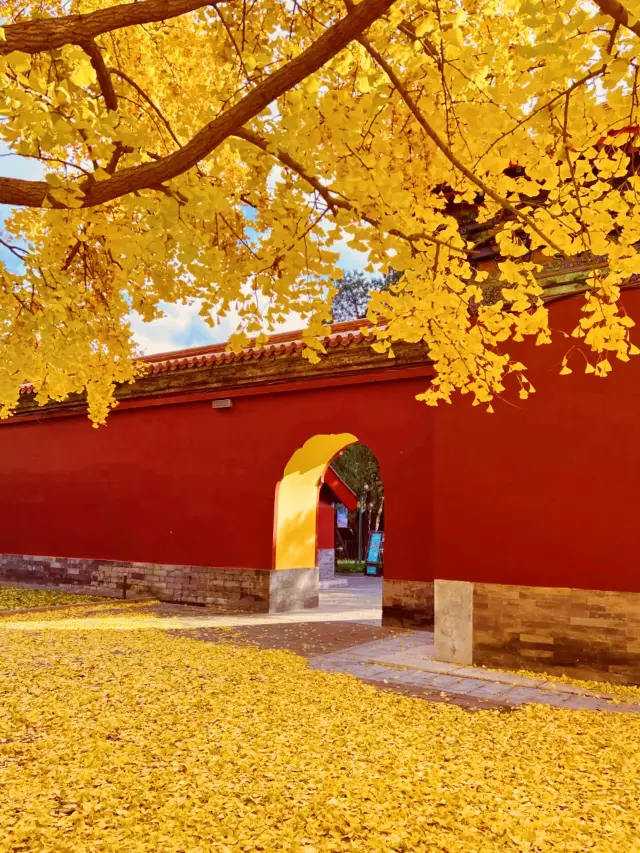 This gate, it really is the ceiling of the Beijing red wall and ginkgo community