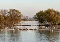 黃河三門峽，優雅白天鵝